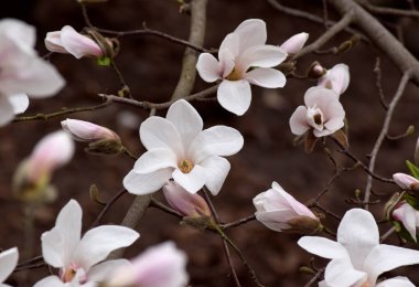 Beyaz manolya çiçekleri ile gizemli bahar arka plan