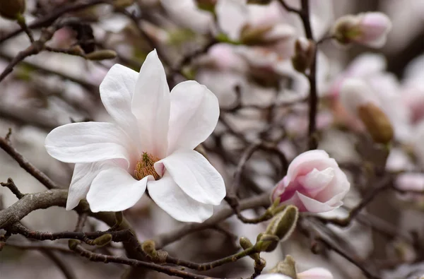 Beyaz manolya çiçekleri ile gizemli bahar arka plan