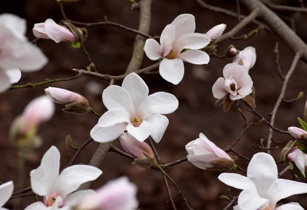 Beyaz manolya çiçekleri ile gizemli bahar arka plan