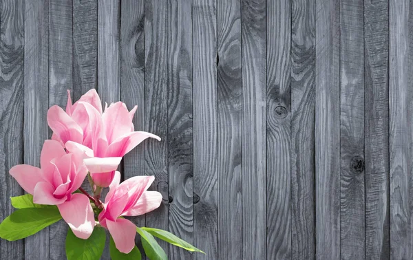 Pink magnolia flowers on wall of shabby wooden planks — Stock Photo, Image