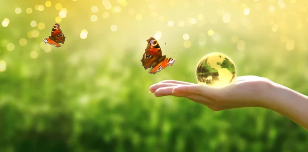 地球水晶玻璃球在人手和飞孔雀眼蝴蝶的草背景 节约环境和清洁绿色地球理念 世界地球日贺卡 — 图库照片
