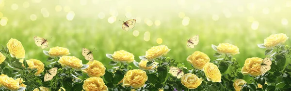 Summer bright background with many yellow fluttering butterflies — Stock Photo, Image