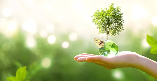 Bola Globo Cristal Tierra Árbol Crecimiento Mano Humana Mariposa Voladora —  Fotos de Stock