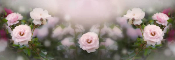 Blommande rosa rosor blommor — Stockfoto