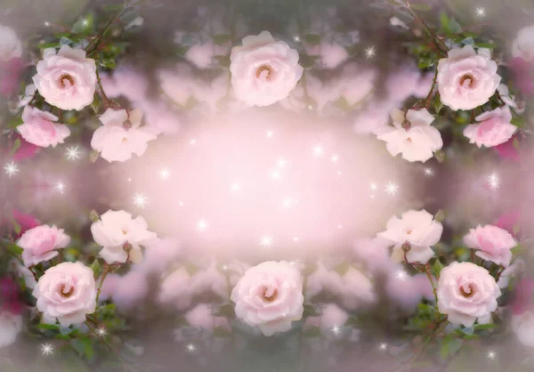 Blühende rosa Rosen — Stockfoto