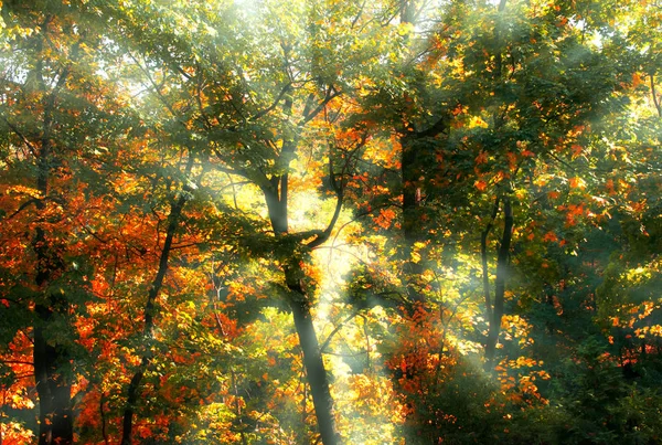 Misterioso fondo del bosque otoñal con árboles en un día soleado — Foto de Stock