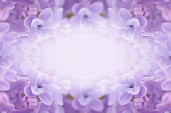 Cadre fleurs lilas — Photo