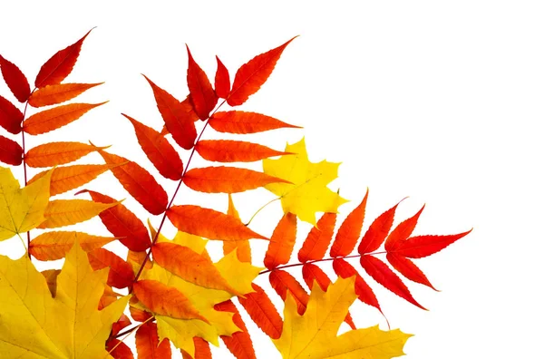 Vue du dessus des feuilles d'automne isolées sur fond blanc — Photo