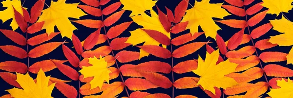 Autumn leaves isolated on dark blue background — Stock Photo, Image