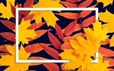 Akçaağaç sarısı yaprakları ile süslenmiş dekoratif çerçeve