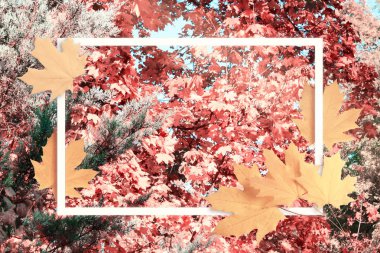 Çerçeve akçaağaç sonbahar yaprakları ile dekore