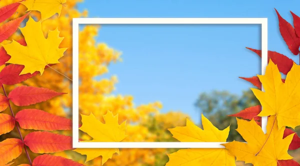 Cadre décoratif décoré avec des feuilles d'érable d'automne — Photo