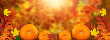 Kabaklar ve sonbahar yaprakları ile Şükran Sonbahar şenlikli arka plan