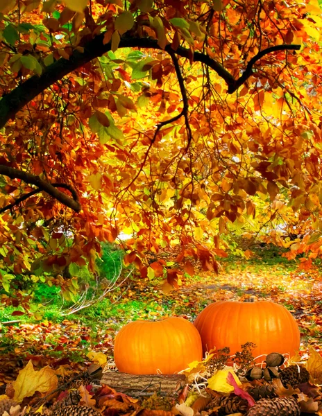 Thanksgiving fond d'automne avec des citrouilles sur la paille et laisse en plein air — Photo