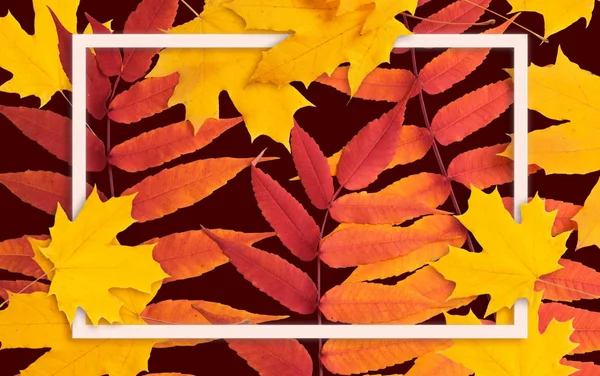 Cadre décoratif décoré de feuilles d'érable jaunes sur fond — Photo