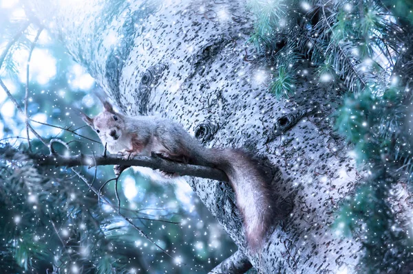 Vánoční přání s legrační veverka (Sciurus vulgaris) sedí na jedli v lese na sněhu pozadí — Stock fotografie