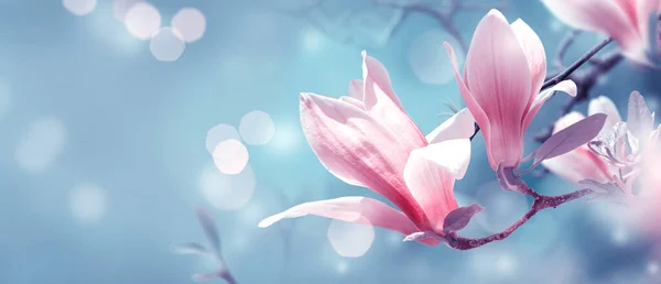 Pembe manolya çiçekleri ve parlayan bokeh ile esrarengiz bahar arkaplanı. Muhteşem çiçek bayrağı..