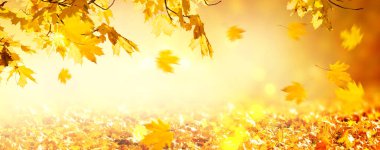 Sonbahar akçaağaç yaprakları bulanık arka planda bokeh ile, rüzgarda uçan düşen yapraklar, boş kopya alanı olan sonbahar şenliği geniş panoramik afişi.