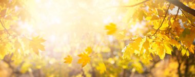 Sonbahar doğa afişi, dalları sonbahar sarı akçaağaç yapraklı, doğal arka planı turuncu sonbahar yeşillikleri parkta, kopyalama alanı.