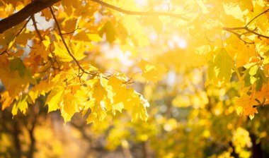 Sonbahar doğa afişi, dalları sonbahar sarı akçaağaç yapraklı, doğal arka planı turuncu sonbahar yeşillikleri parktadır..