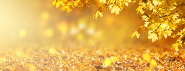 Sonbahar afişi, sonbahar dalları ile sonbahar sarı akçaağaç yaprakları arka planda turuncu sonbahar yaprakları ve parlak parlak bokeh, metin için yer.