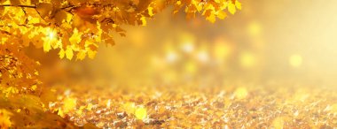 Sonbahar afişi, sonbahar dalları ile sonbahar sarı akçaağaç yaprakları arka planda turuncu sonbahar yaprakları ve parlak parlak bokeh, metin için yer.