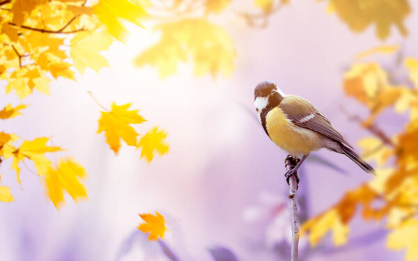 Tit Bird sitting on branch on mysterious autumn blurred background with golden maple tree leaves, fabulous fall garden with portrait of cute little songbird and falling foliage.
