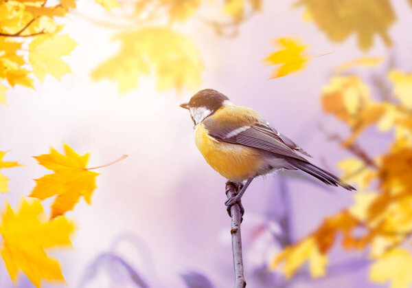 Tit Bird sitting on branch on mysterious autumn blurred background with golden maple tree leaves, fabulous fall garden with portrait of cute little songbird and falling foliage.