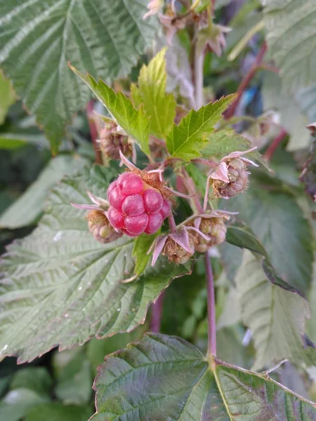 Ahududu yeşil yaprakları ile bahçesinde          