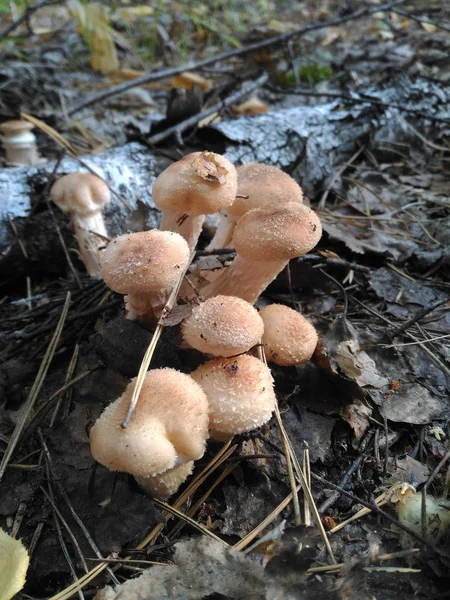  eski ağaç altında yağmurdan sonra genç sonbahar çörek    