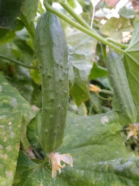 güzel salatalık yeşil yaprakları bir arka plan üzerinde bir dal üzerinde asılı