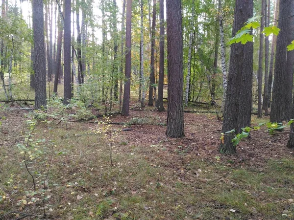 Rusya'da sonbahar orman