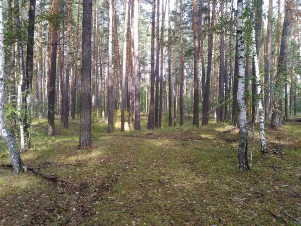 Güneş ışınları sonbahar ormanda ağaçların arasından onların yol yapmak