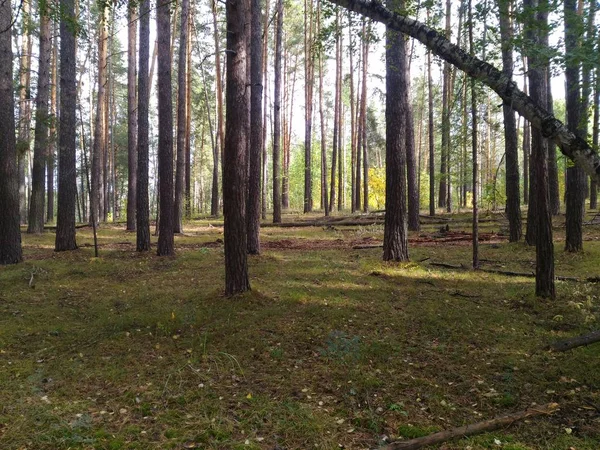 Güneş ışınları sonbahar ormanda ağaçların arasından onların yol yapmak