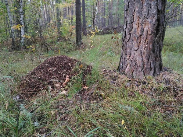  Çam yakınındaki sonbahar ormandaki karınca yuvası     