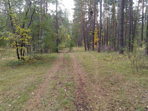 Sonbahar ormanında yol