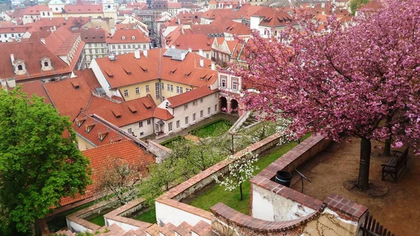 Prague Spring in Flowering Trees