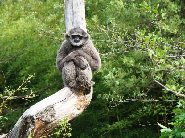 Düşünceli maymun Prag Hayvanat Bahçesi eski bir ağaçta oturuyor