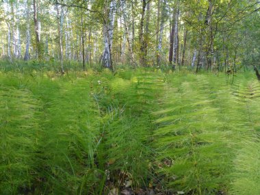 Sabah orman ağaç zemin karşı kabarık yeşil çim