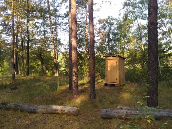 Sabah güneşi çam ormanı tuvalet aydınlatan