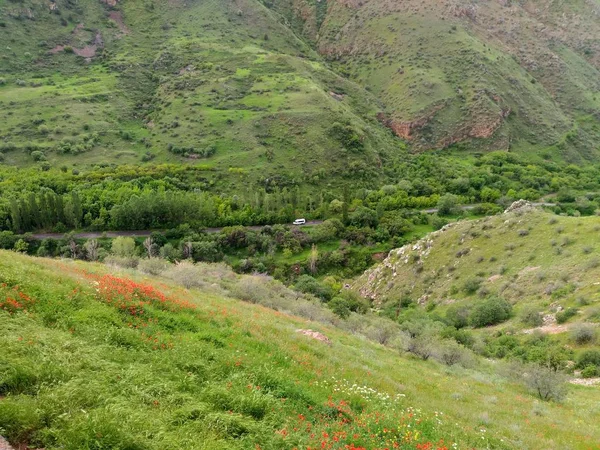 Kafkas Dağları Armenia.Gorge Naravank, Doğa, kırmızı poppies, yeşil çim monastery yakınındaki