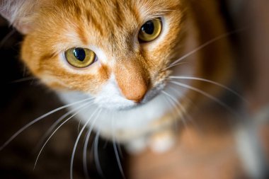 kızıl saçlı bir kediportresi