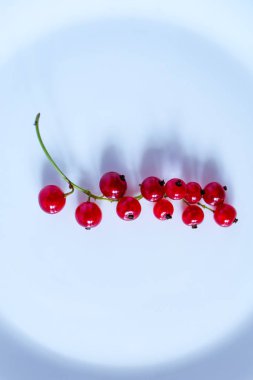 dal sanat üzerinde frenk üzümü kırmızı meyveleri