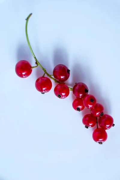 Rote Beeren Der Johannisbeere Auf Zweig Kunst — Stockfoto