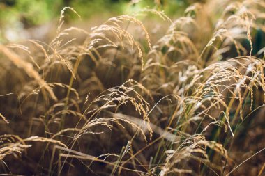 rüzgar arka planda çim