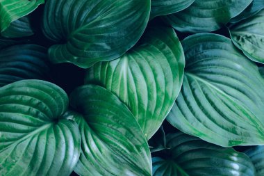 eko soyut yeşil arka plan