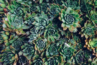 eko soyut yeşil arka plan