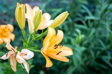 bahçede sarı çiğdem çiçeği