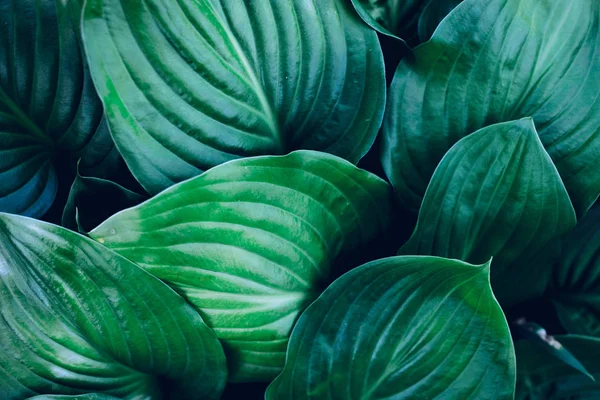 eko soyut yeşil arka plan