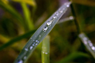 yeşil çim sanat arka plan üzerinde çiy